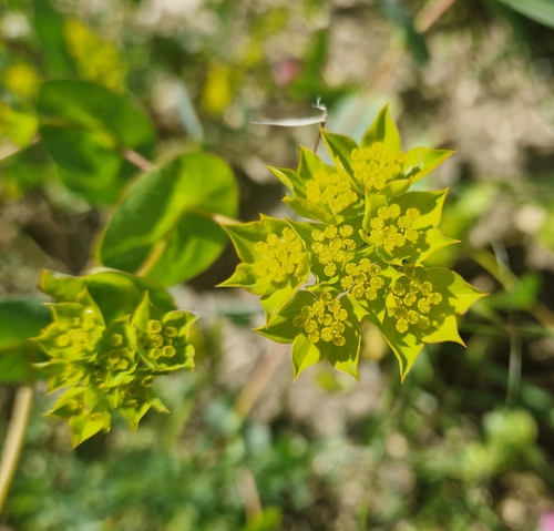 Hare's ear (Bupleurum rotundifolium)