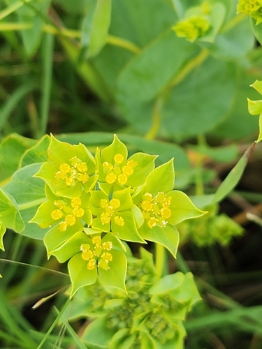Hare's ear (Bupleurum rotundifolium)