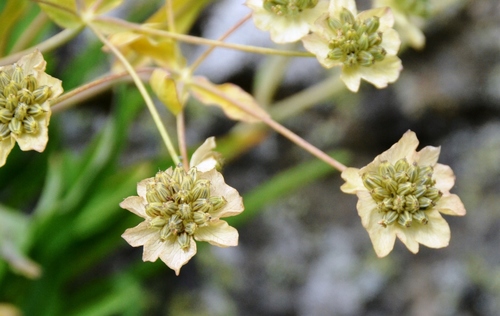 Bupleurum stellatum (Bupleurum stellatum)