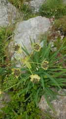 Bupleurum stellatum (Bupleurum stellatum)