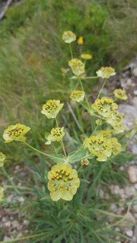 Bupleurum stellatum (Bupleurum stellatum)
