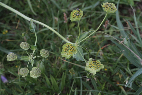 Bupleurum stellatum (Bupleurum stellatum)