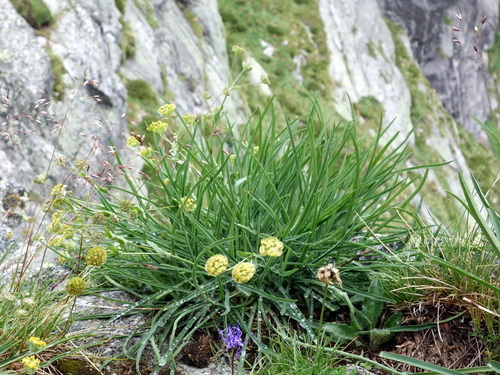 Bupleurum stellatum (Bupleurum stellatum)