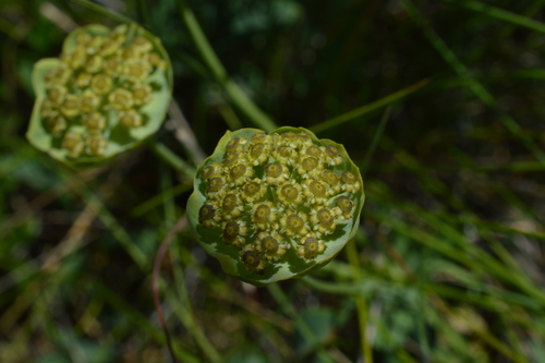 Bupleurum stellatum (Bupleurum stellatum)