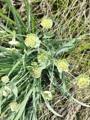 Bupleurum stellatum (Bupleurum stellatum)