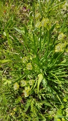 Bupleurum stellatum (Bupleurum stellatum)