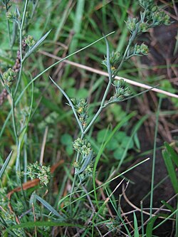 Bupleurum tenuissimum: Salz-Hasenohr Bupleurum tenuissimum , Wismarbucht