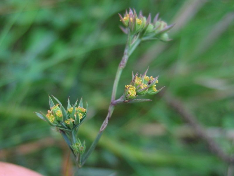 Bupleurum tenuissimum: Salz-Hasenohr Bupleurum tenuissimum , Wismarbucht
