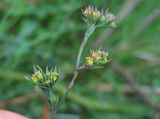 Bupleurum tenuissimum: Salz-Hasenohr Bupleurum tenuissimum , Wismarbucht