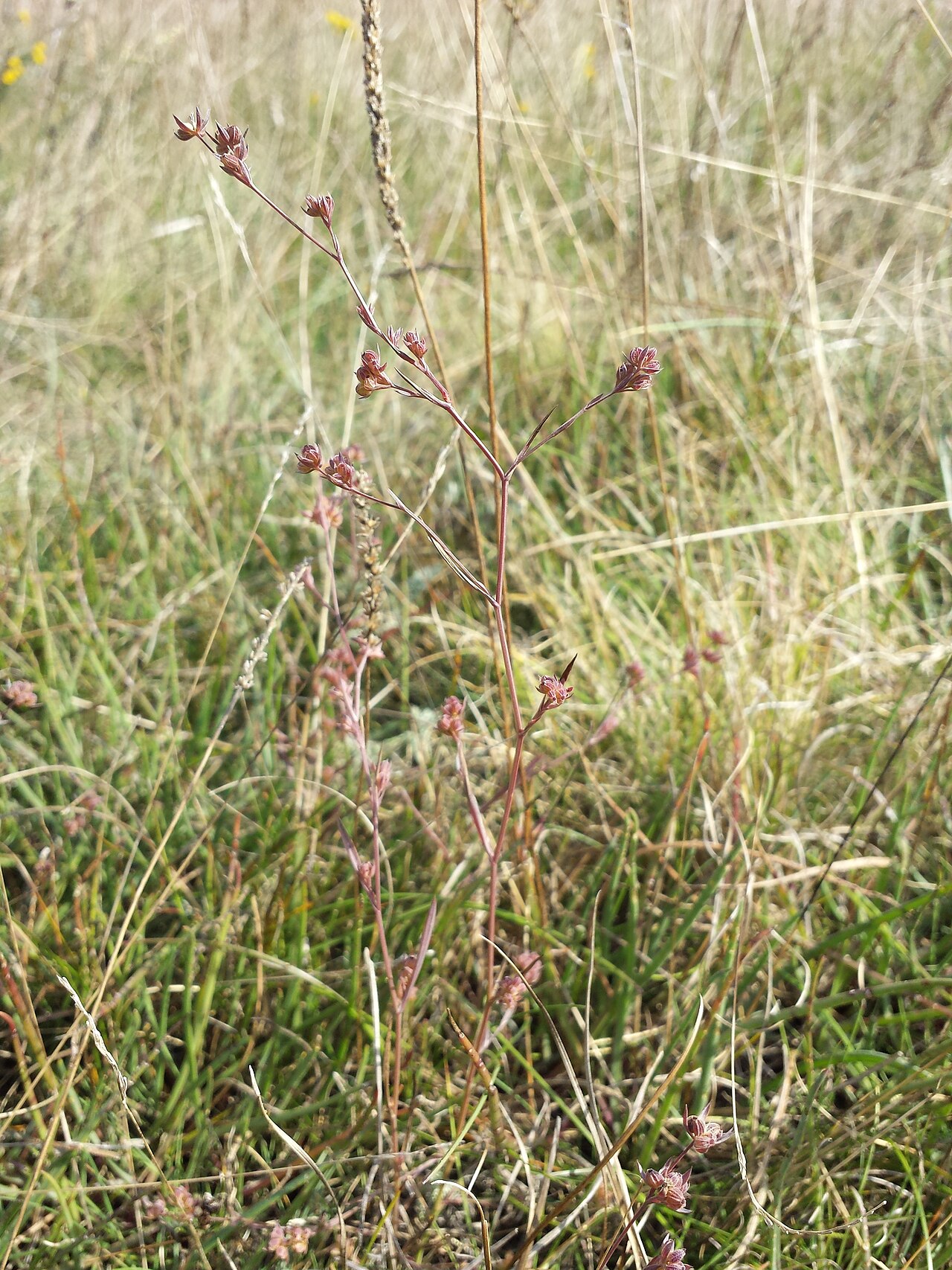 Bupleurum tenuissimum: Habitus Taxonym: Bupleurum tenuissimum ss Fischer et al. EfÖLS 2008 ISBN 978-3-85474-187-9 Location: near Lange Lacke (Seewinkel), district Neusiedl am See, Bur