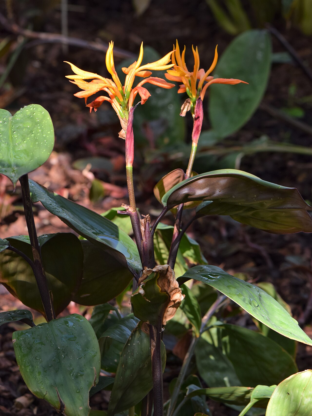 Burbidgea schizocheila: Burbidgea schizocheila in the Botanischer Garten, Berlin-Dahlem