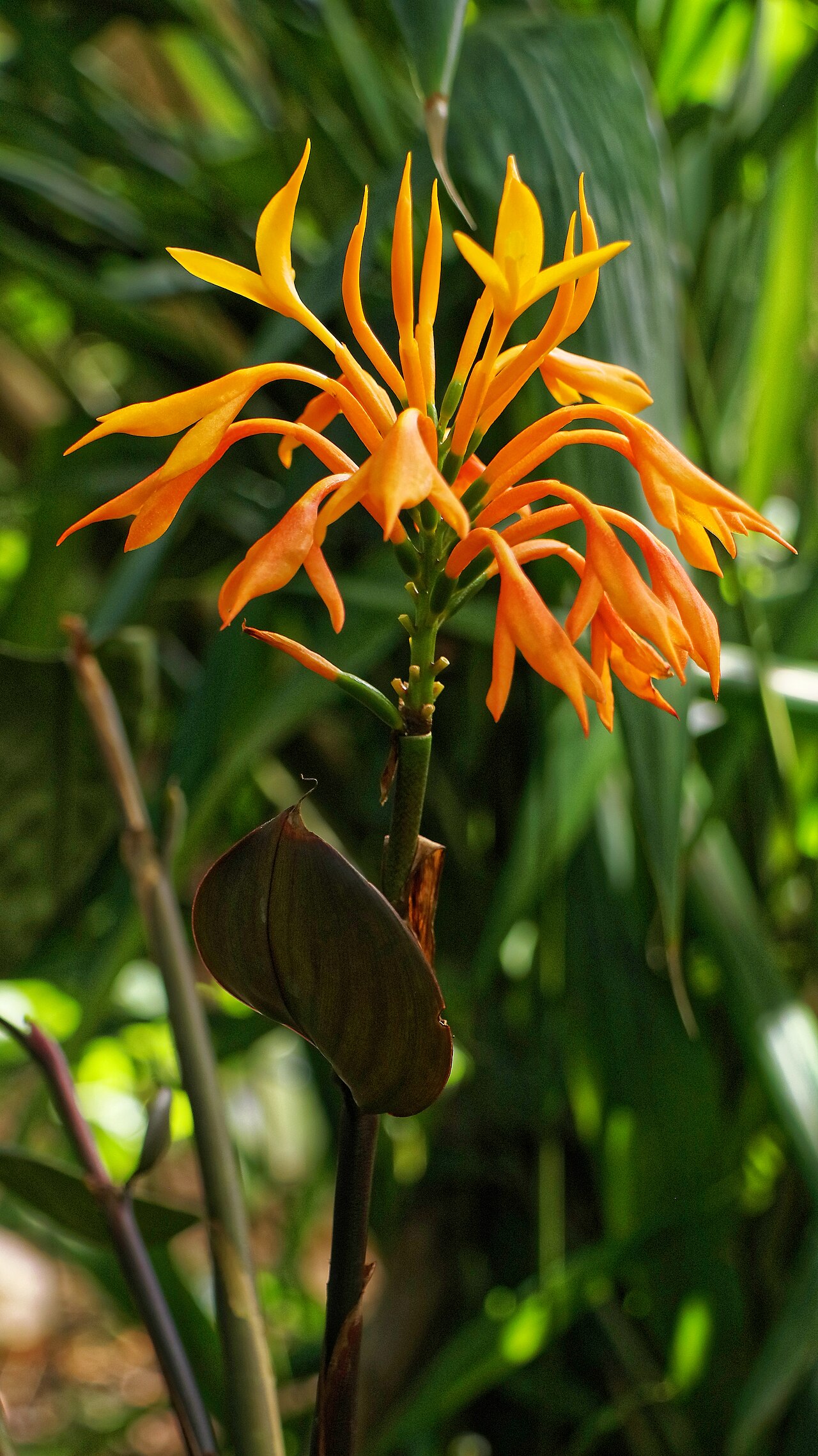 Burbidgea schizocheila: Burbidgea schizocheila (Zingiberaceae), Botanischer Garten Zürich