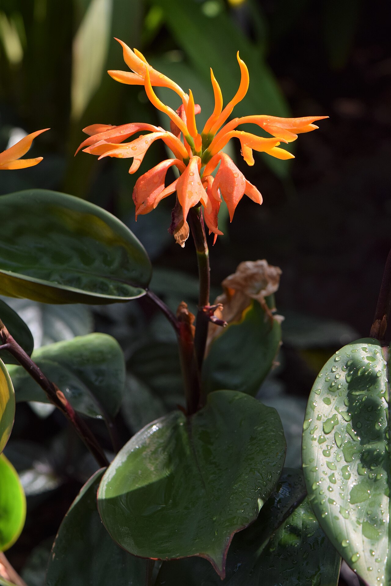 Burbidgea schizocheila: Burbidgea schizocheila in the Botanischer Garten, Berlin-Dahlem