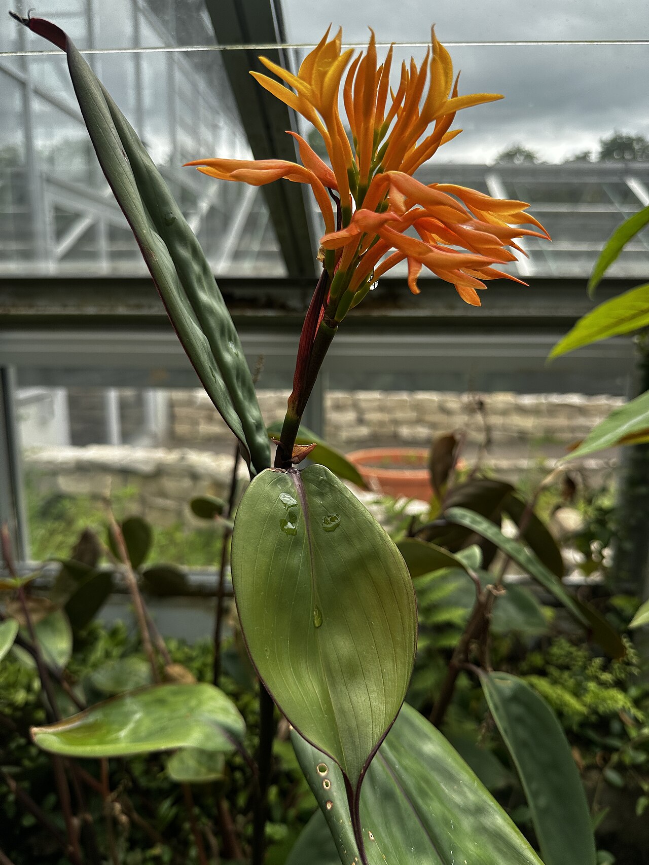 Burbidgea schizocheila: Burbidgea schizocheila in den Gruson-Gewächshäusern in Magdeburg