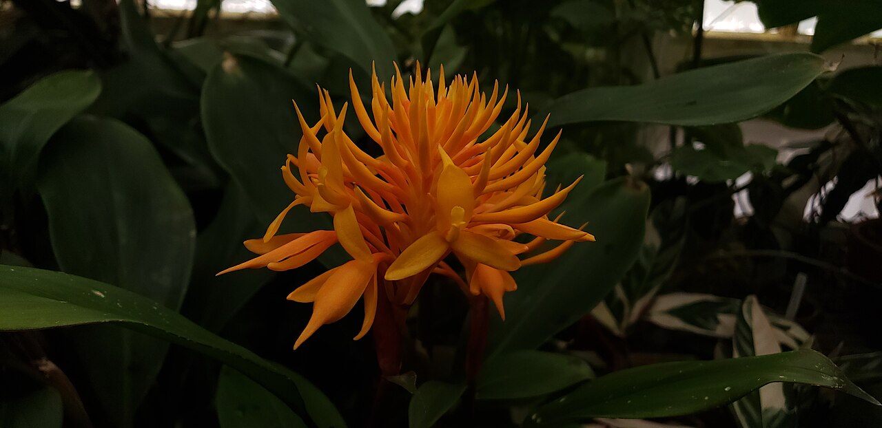 Burbidgea schizocheila: Golden brush ginger ( Burbidgea schizocheila ) in a greenhouse at the Conservatory of Flowers (San Francisco). The species is also sometimes listed as " Burbidg