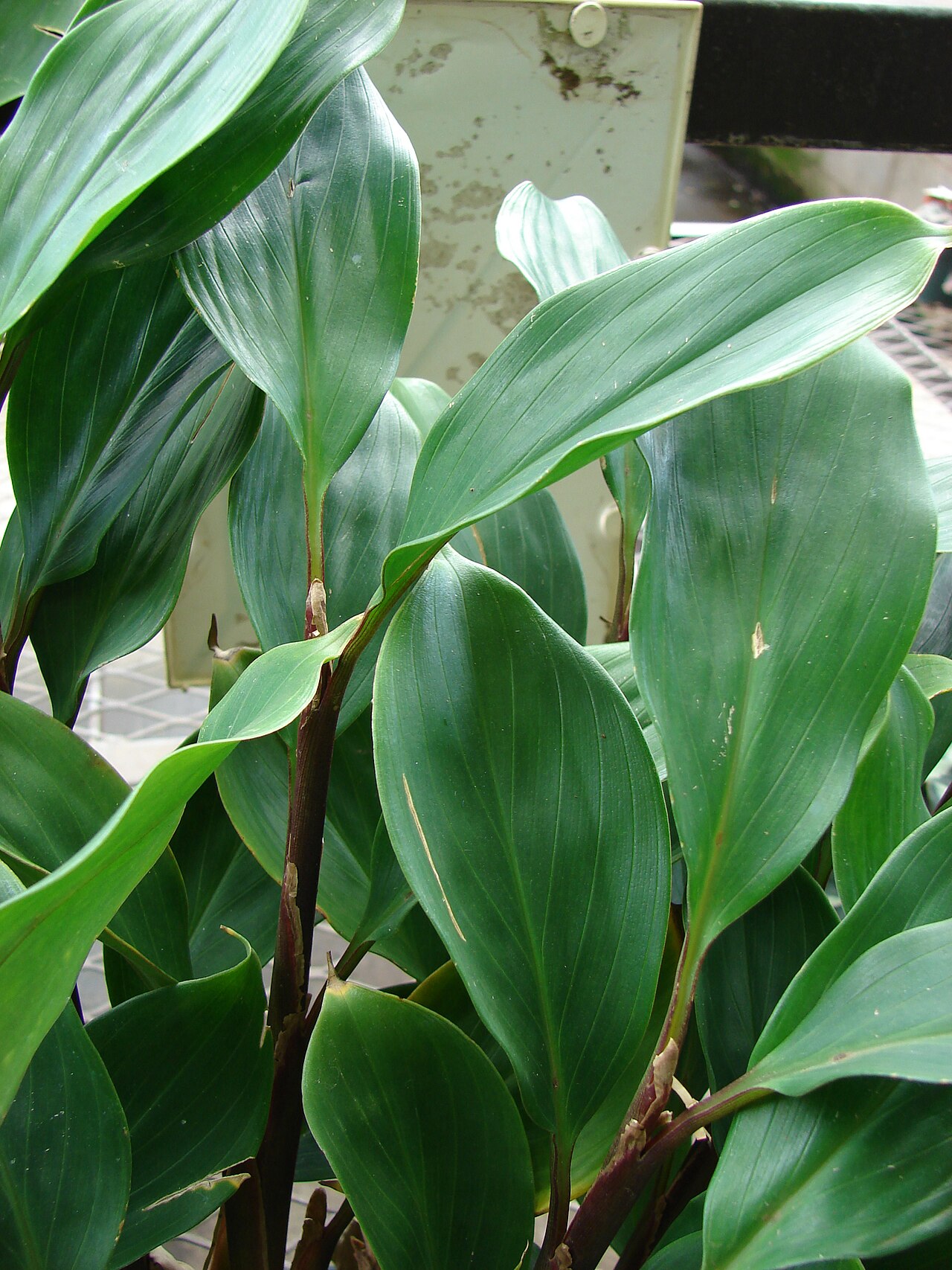 Burbidgea schizocheila: Burbidgea schizocheila ('Golden Brush' leaves). Location: Maui, Lowes Garden Center Kahului