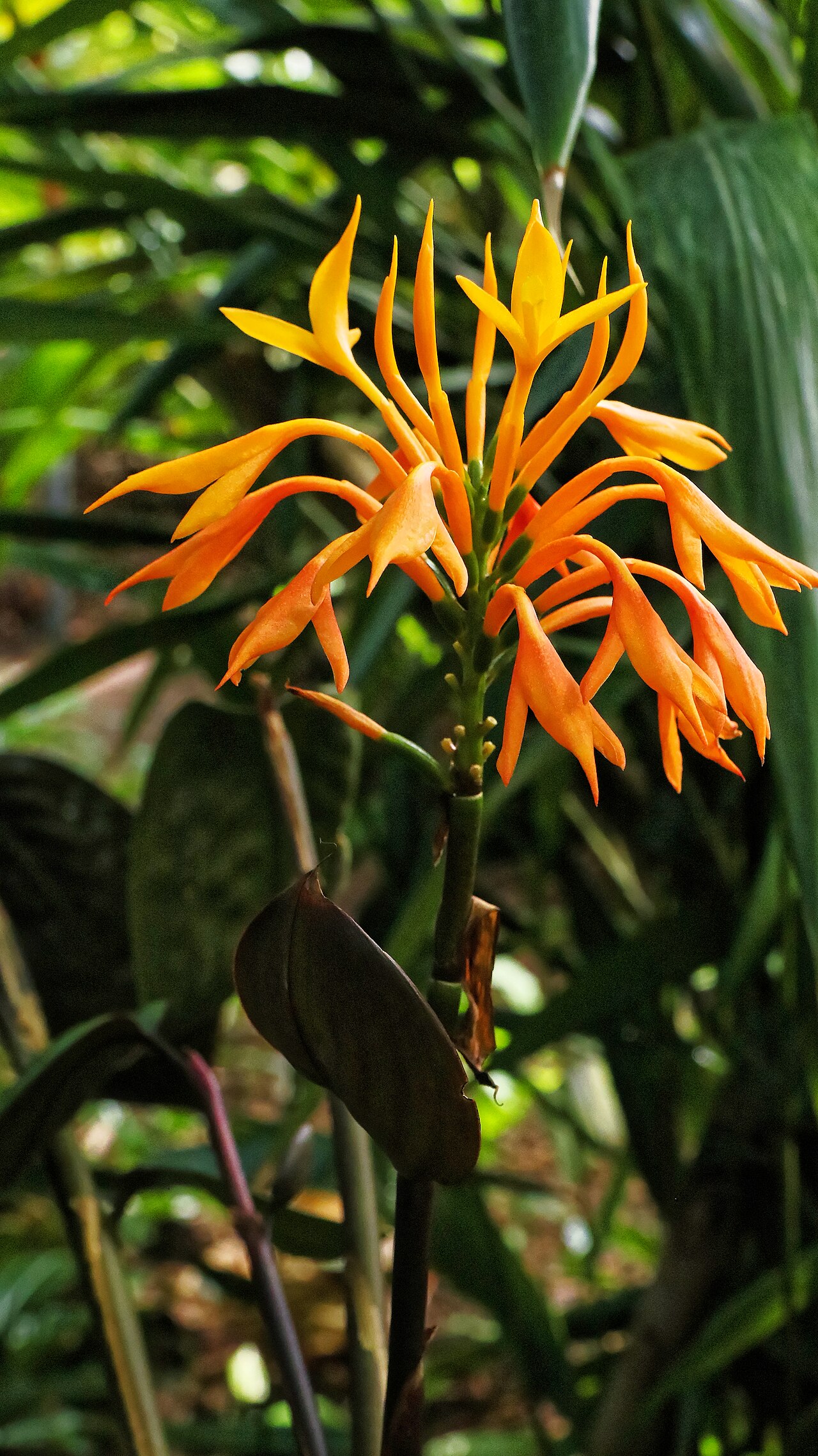 Burbidgea schizocheila: Burbidgea schizocheila, Zingiberaceae