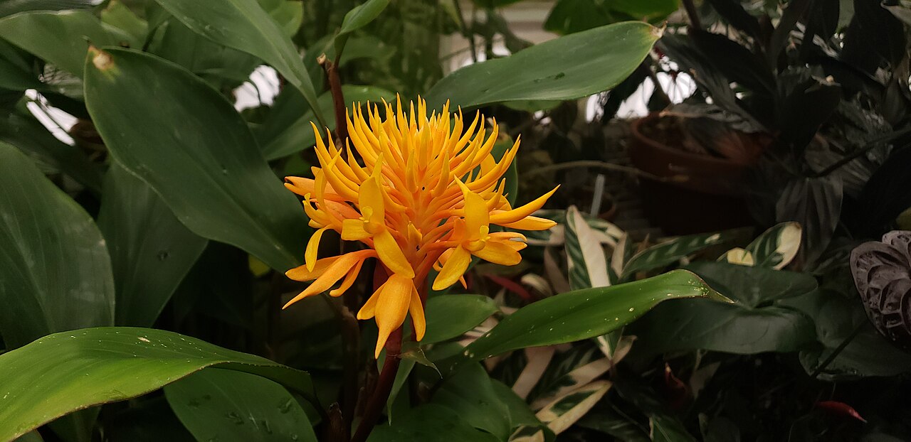 Burbidgea schizocheila: Golden brush ginger ( Burbidgea schizocheila ) in a greenhouse at the Conservatory of Flowers (San Francisco). The species is also sometimes listed as " Burbidg