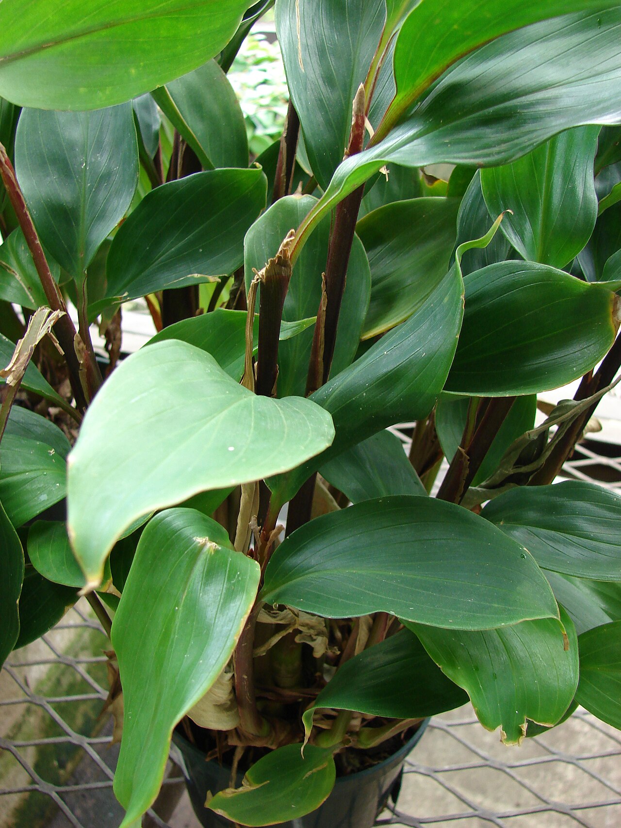 Burbidgea schizocheila: Burbidgea schizocheila ('Golden Brush' habit). Location: Maui, Lowes Garden Center Kahului