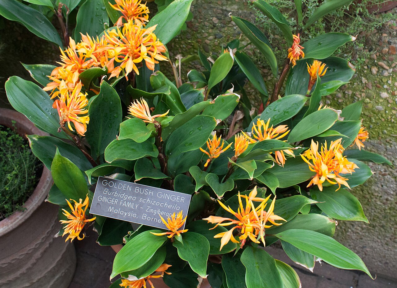 Burbidgea schizocheila: Golden Brush Ginger ( Burbidgea schizocheila ) photographed at the U.S. Botanic Gardens