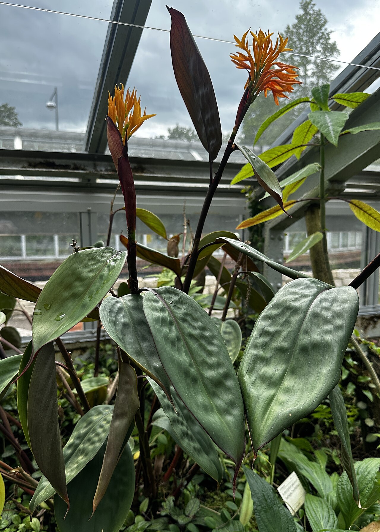 Burbidgea schizocheila: Burbidgea schizocheila in den Gruson-Gewächshäusern in Magdeburg