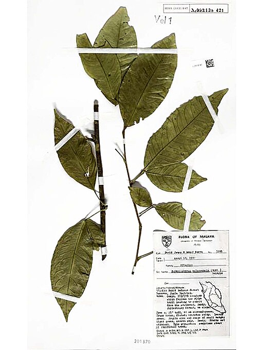 Burkillanthus malaccensis: il n'existe pas de photo de la plante ni du fruit