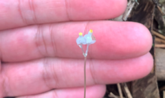Burmannia nepalensis (Burmannia nepalensis)
