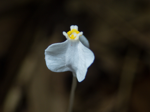 Burmannia nepalensis (Burmannia nepalensis)