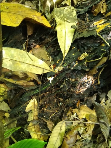 Burmannia nepalensis (Burmannia nepalensis)