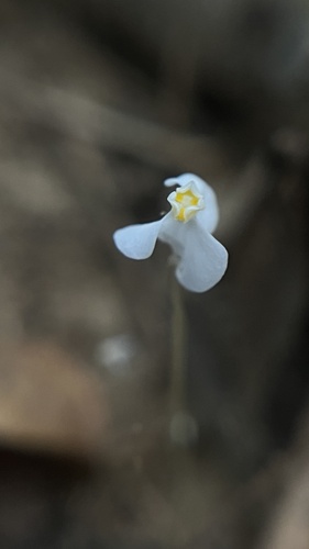 Burmannia nepalensis (Burmannia nepalensis)