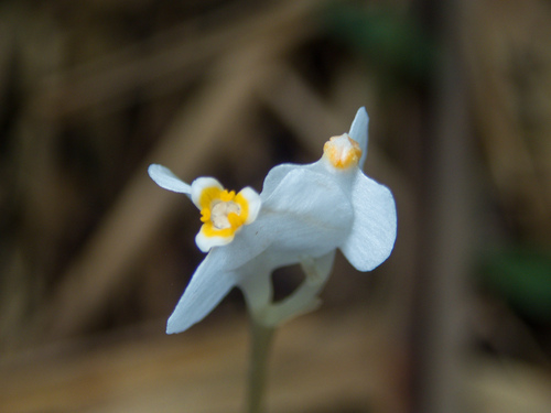 Burmannia nepalensis (Burmannia nepalensis)