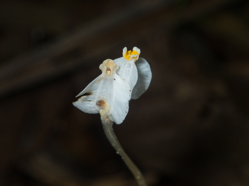 Burmannia nepalensis (Burmannia nepalensis)