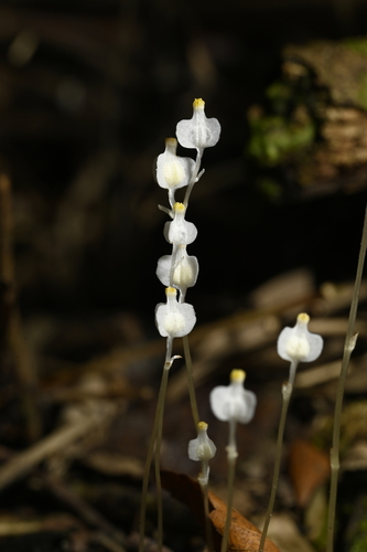 Burmannia nepalensis (Burmannia nepalensis)