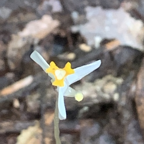 Burmannia oblonga (Burmannia oblonga)