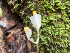 Burmannia oblonga (Burmannia oblonga)