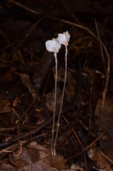 Burmannia oblonga (Burmannia oblonga)