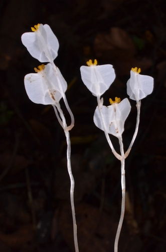 Burmannia oblonga (Burmannia oblonga)