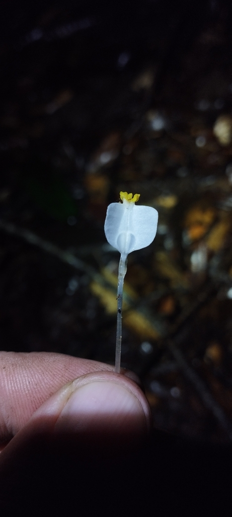 Burmannia oblonga (Burmannia oblonga)