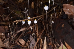 Burmannia oblonga (Burmannia oblonga)