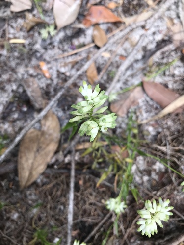 Burmannia polygaloides (Burmannia polygaloides)