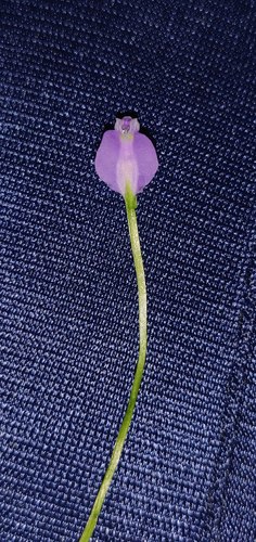 Burmannia pusilla (Burmannia pusilla)