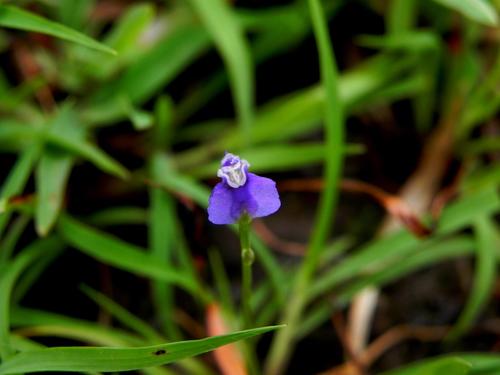 Burmannia pusilla (Burmannia pusilla)