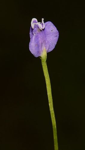 Burmannia pusilla (Burmannia pusilla)