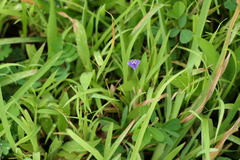 Burmannia pusilla (Burmannia pusilla)