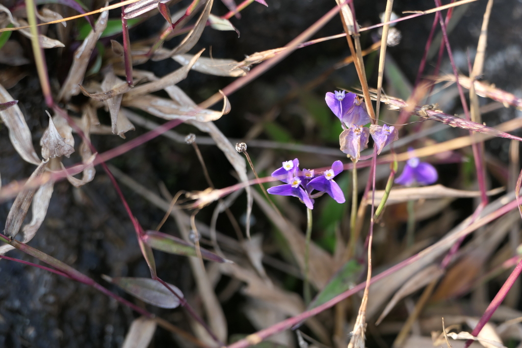 Burmannia pusilla (Burmannia pusilla)