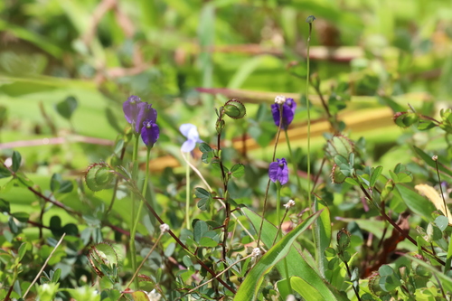 Burmannia pusilla (Burmannia pusilla)