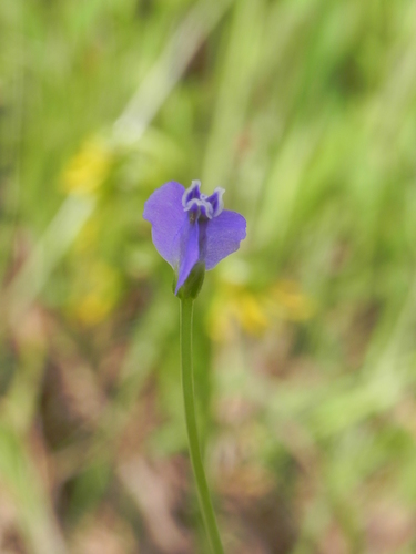 Burmannia pusilla (Burmannia pusilla)