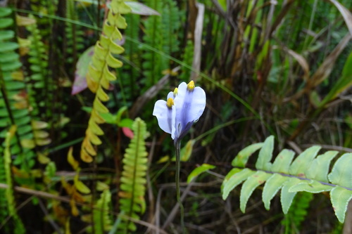 Burmannia stuebelii (Burmannia stuebelii)