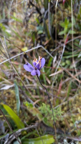 Burmannia stuebelii (Burmannia stuebelii)