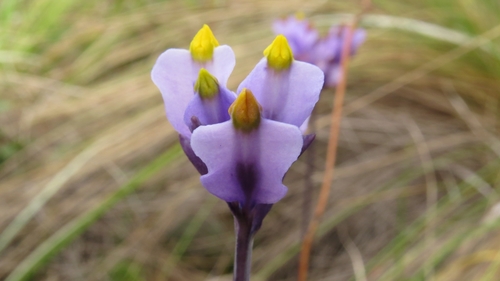 Burmannia stuebelii (Burmannia stuebelii)